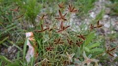 Cyperus rubicundus
