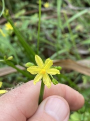 Tricoryne anceps