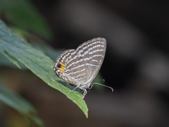 Jamides malaccanus