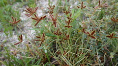 Cyperus rubicundus