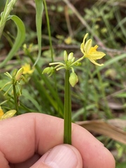 Tricoryne anceps