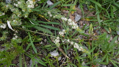 Pollichia campestris