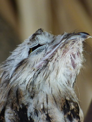 Nyctibius jamaicensis