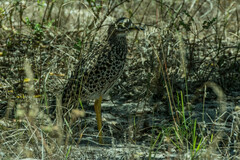 Burhinus capensis