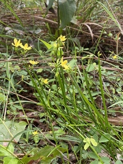 Tricoryne anceps
