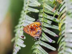 Iraota distanti