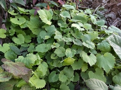 Orychophragmus violaceus