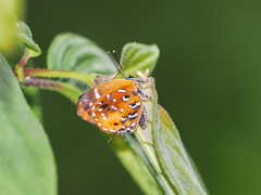 Iraota distanti