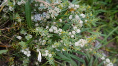 Pollichia campestris
