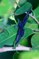 Melanis cephise