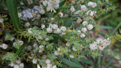 Pollichia campestris