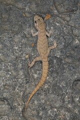 Mediodactylus orientalis