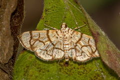 Syllepte straminalis