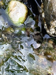 Telmatogeton japonicus