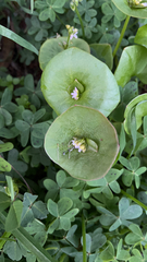 Claytonia perfoliata