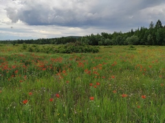 Lilium pensylvanicum