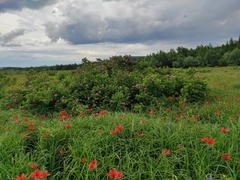 Lilium pensylvanicum