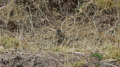 Catamenia analis