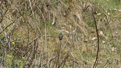 Ochthoeca leucophrys