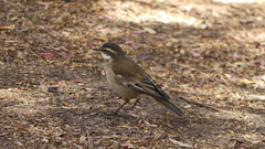 Cinclodes atacamensis