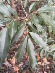 Glycosmis parviflora