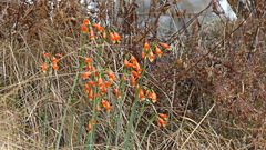 Stenomesson miniatum