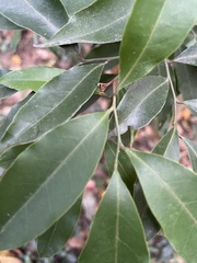 Glycosmis parviflora