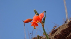 Stenomesson miniatum