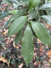 Glycosmis parviflora
