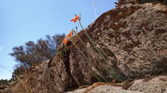 Stenomesson miniatum