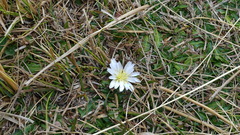 Hypochaeris sessiliflora