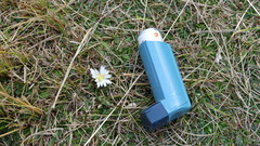 Hypochaeris sessiliflora