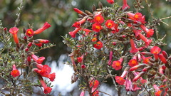 Cantua buxifolia