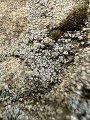Aspicilia cinerea