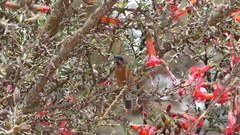 Diglossa brunneiventris