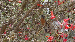 Diglossa brunneiventris