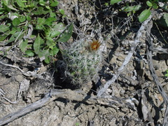 Escobaria emskoetteriana