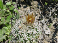 Escobaria emskoetteriana