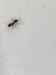 Dolichoderus thoracicus