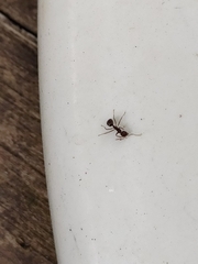 Dolichoderus thoracicus