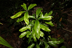 Atractocarpus chartaceus