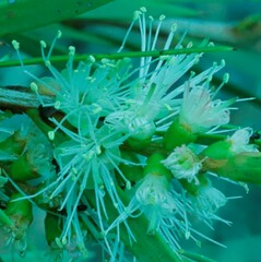 Melaleuca paludicola