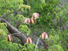 Cochlospermum gillivraei