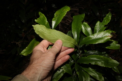 Atractocarpus chartaceus