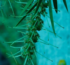 Melaleuca paludicola