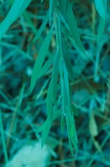 Melaleuca paludicola