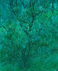 Melaleuca paludicola