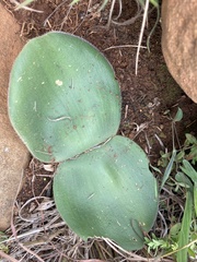 Haemanthus humilis
