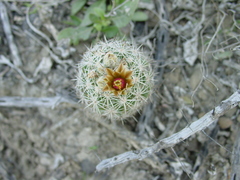 Escobaria emskoetteriana