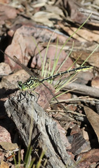 Austrogomphus guerini